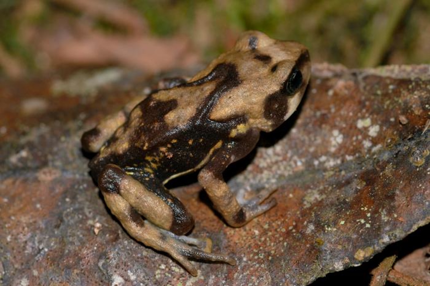These toads don't start as tadpoles | Popular Science