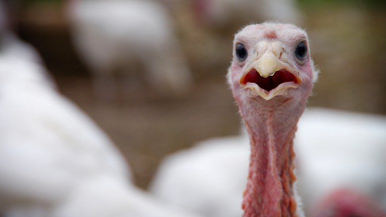 Close up of white turkey with beak open