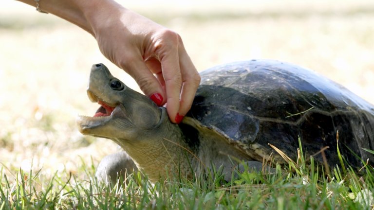 person petting a turtle