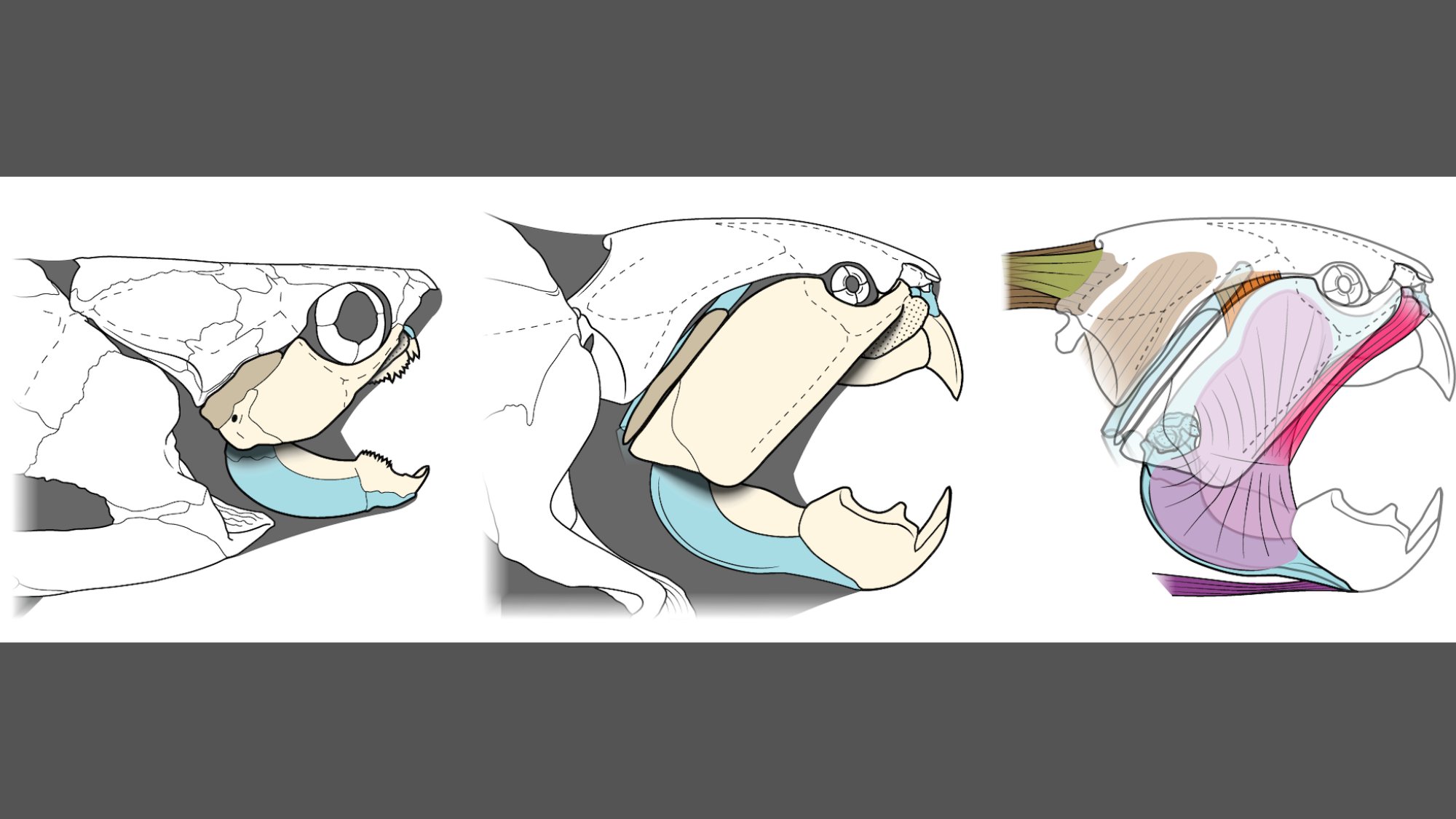 Cleveland’s beloved ancient sea monster was more turtle than shark