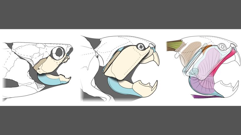 Newly described muscle anatomy (right) and overall jaw anatomy of Dunkleosteus terrelli (center), compared to a more typical arthrodire (left)
