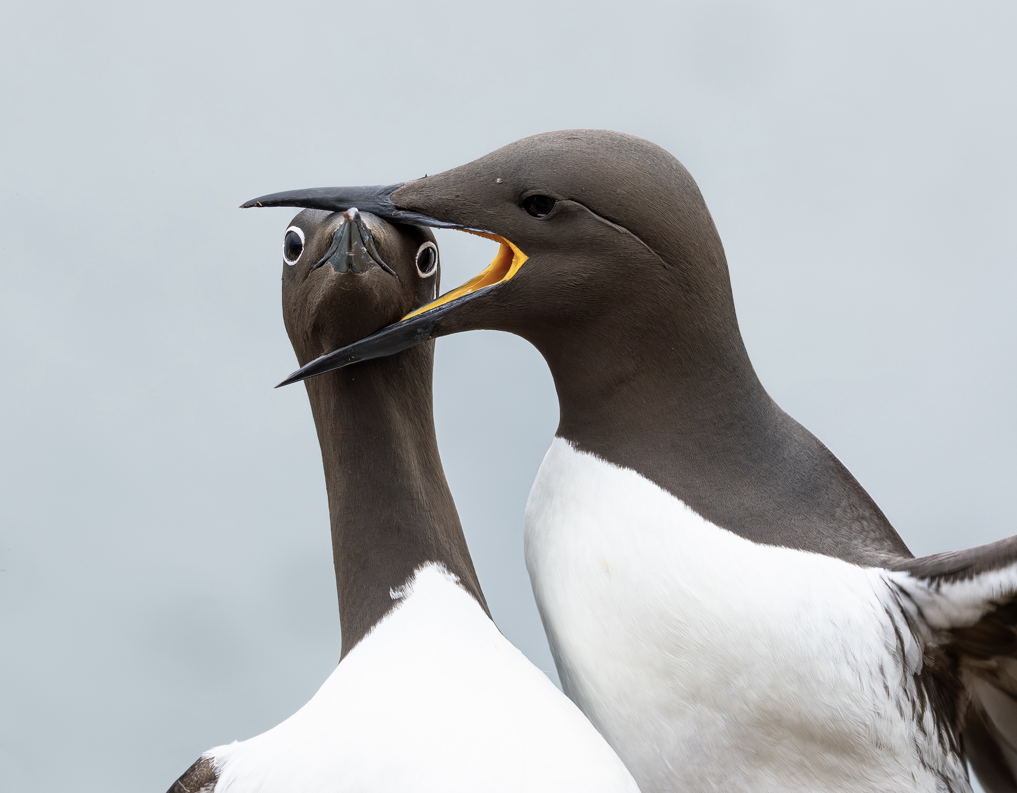 Comedy Wildlife Photography Awards 2025 Warren Price Upper Gravenhurst, UK Title: Headlock! Description: Two bridled guillemots in the midst of a family quarrel. Hornoya Island is always a hectic mix of chaos and noise, with seabirds vying for space and nesting sites. Sometimes you just want to bite your neighbors head off...literally! Animal: Bridled guillemots. Filming location: Hornøya, Norway.
