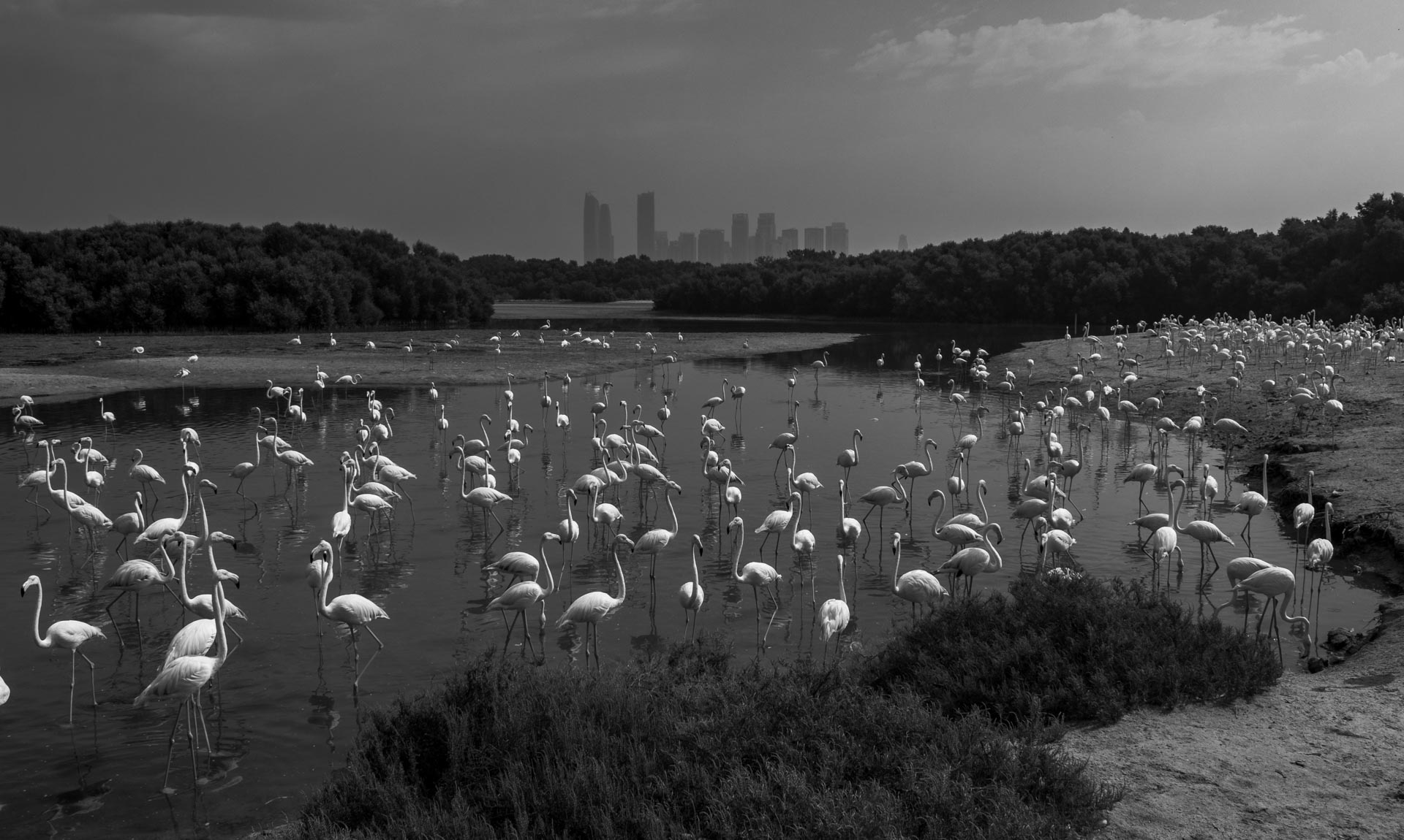 a flock of flamingoes with a city skyline in the background