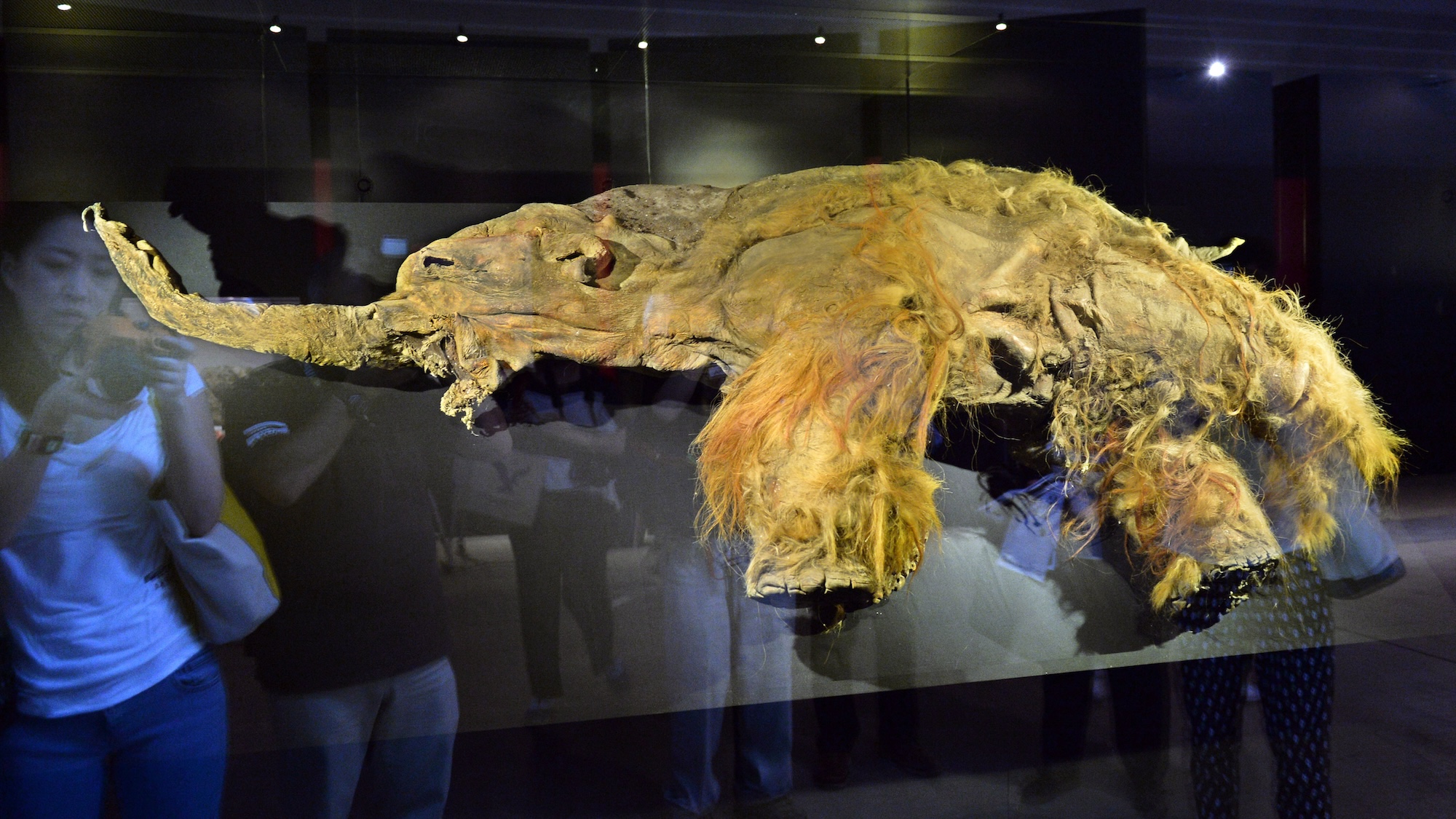 The frozen carcass of a 39,000-year-old female woolly mammoth named Yuka from the Siberian permafrost is displayed for an exhibition in Yokohama, suburban Tokyo on July 12, 2013 at a press preview before the opening.