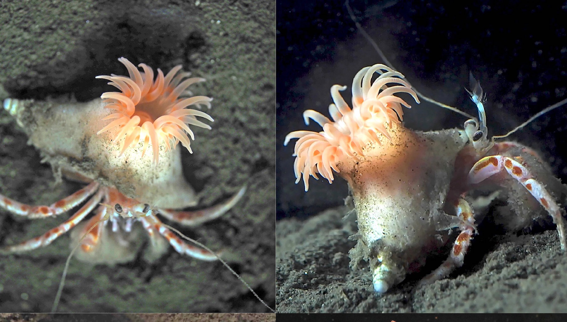 New species looks like a fuzzy pink hermit crab wig | Popular Science