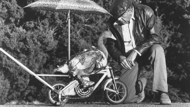 Andy the goose who sports specially designed sneakers fashioned by Gene Fleming of Blue Ribbon Sports Co. riding miniature bicycle w. umbrella attachment on road; Fleming crouching down beside him. (Photo by Keith Philpott/Getty Images)