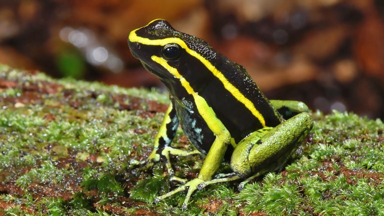 A bright, close-up photograph of a poison dart frog with a glossy black body and vibrant yellow and light green stripes along its back and legs. It is perched on a mossy, dark-brown log in a natural environment.