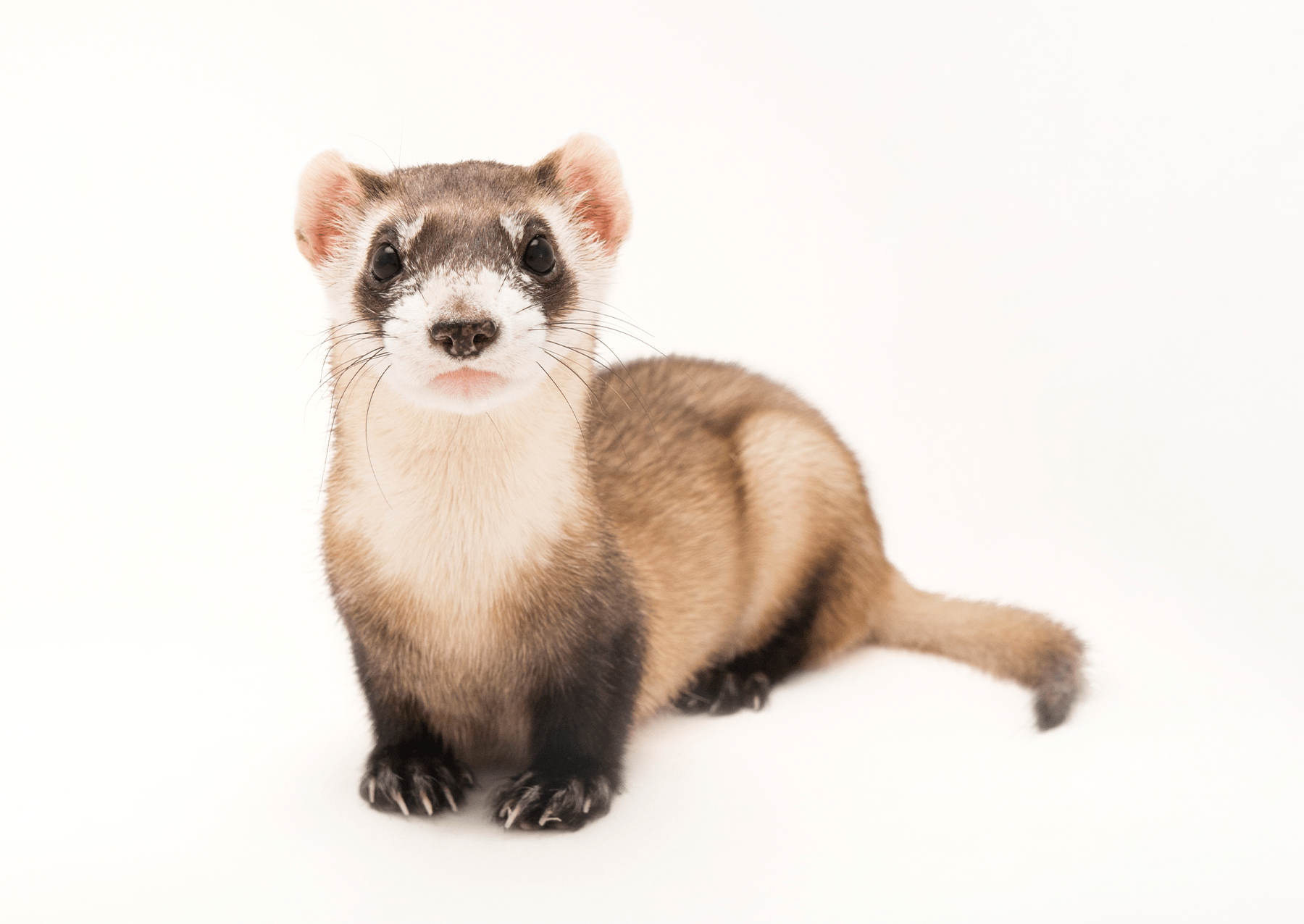 a black footed ferret