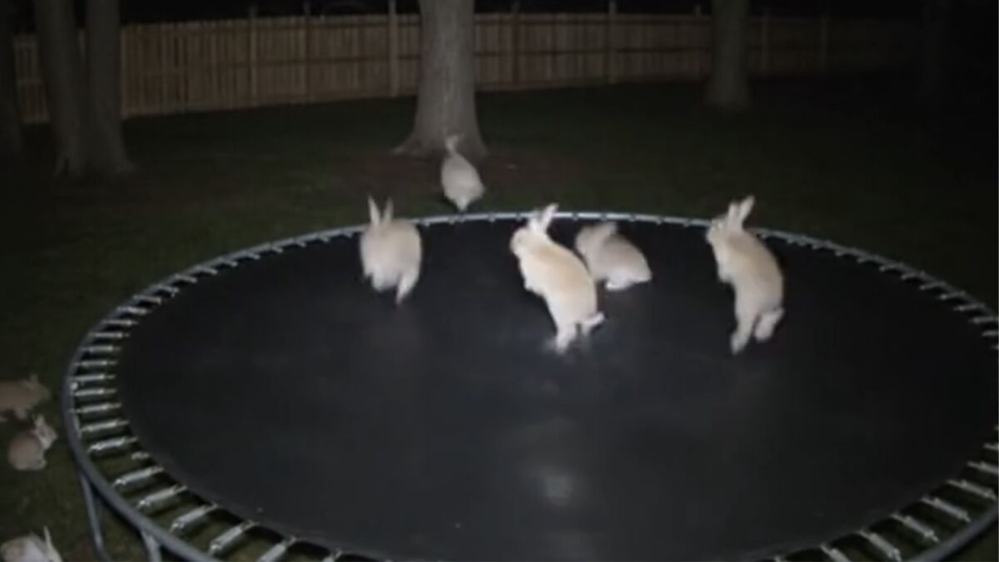 AI created video of bunnies on a trampoline