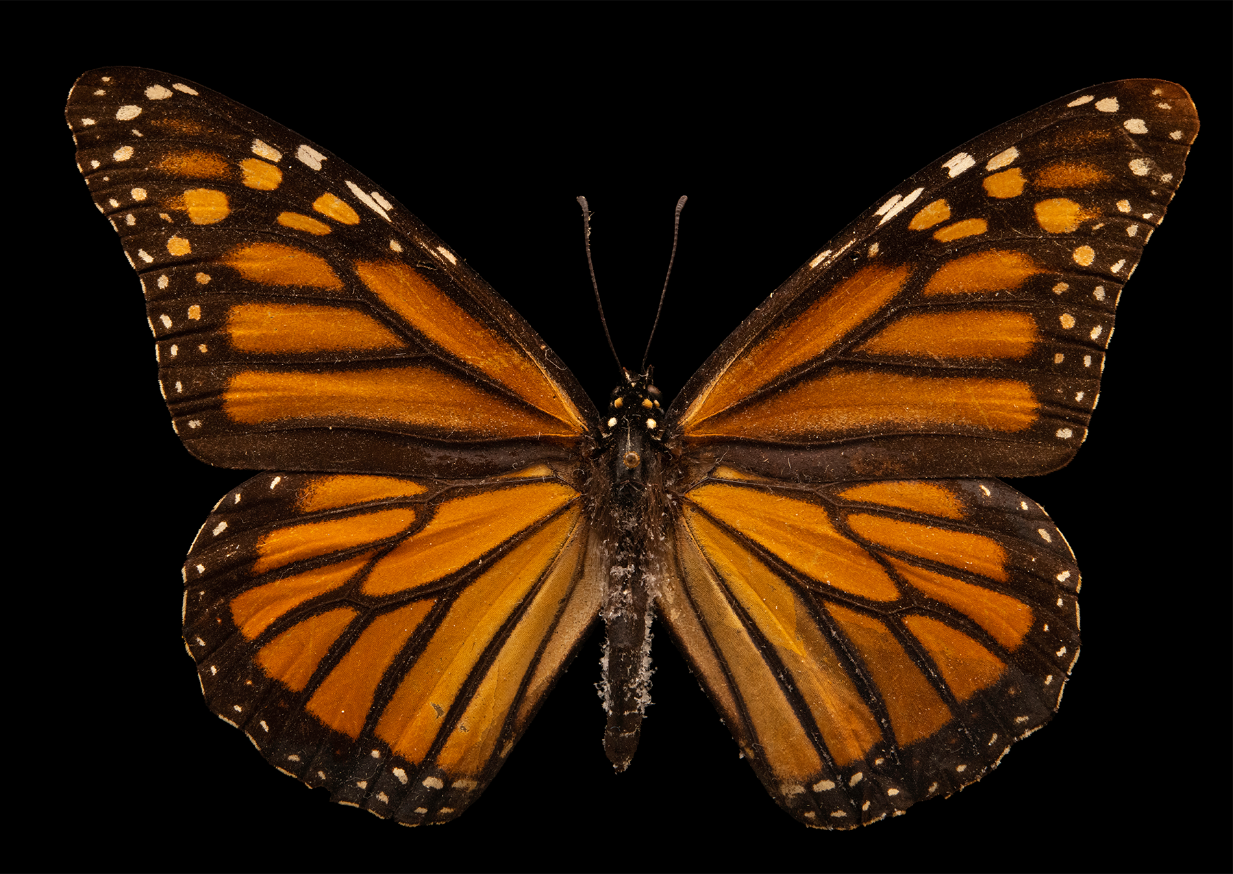 a california monarch