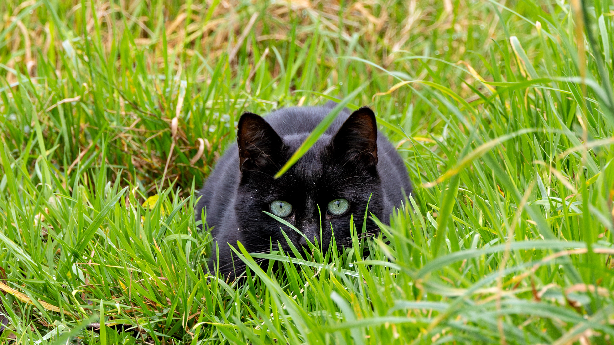 a black cat sitting in green grass ready to pounce