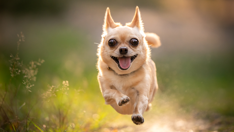 a small chihuahua running