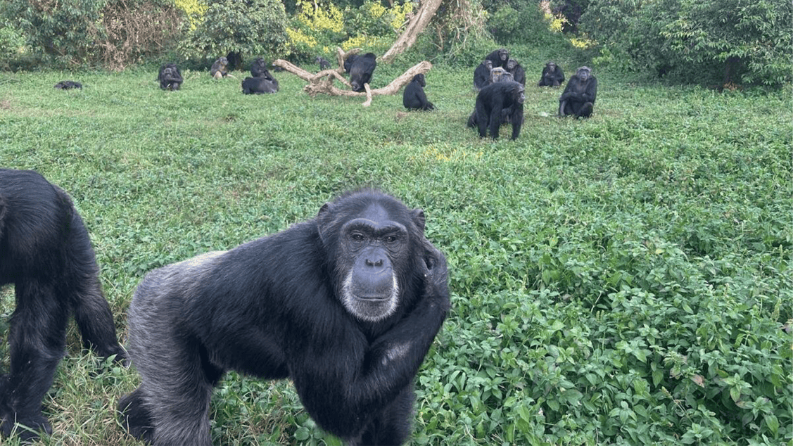 Chimpanzees shock biologists with rational thinking | Popular Science