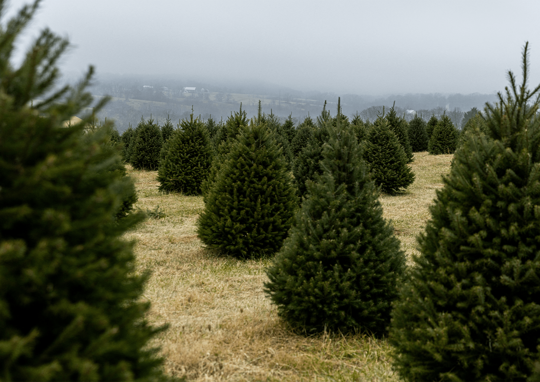 christmas trees growing