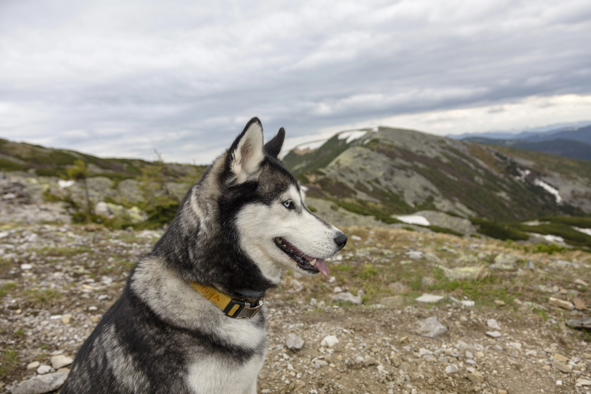 A beautiful black and white Siberian Husky or Alaskan Malamute dog with bright blue eyes and a yellow collar is sitting on a rocky mountaintop. The dog is looking off to the right, and the background shows rolling, grassy hills with patches of snow under a cloudy sky.