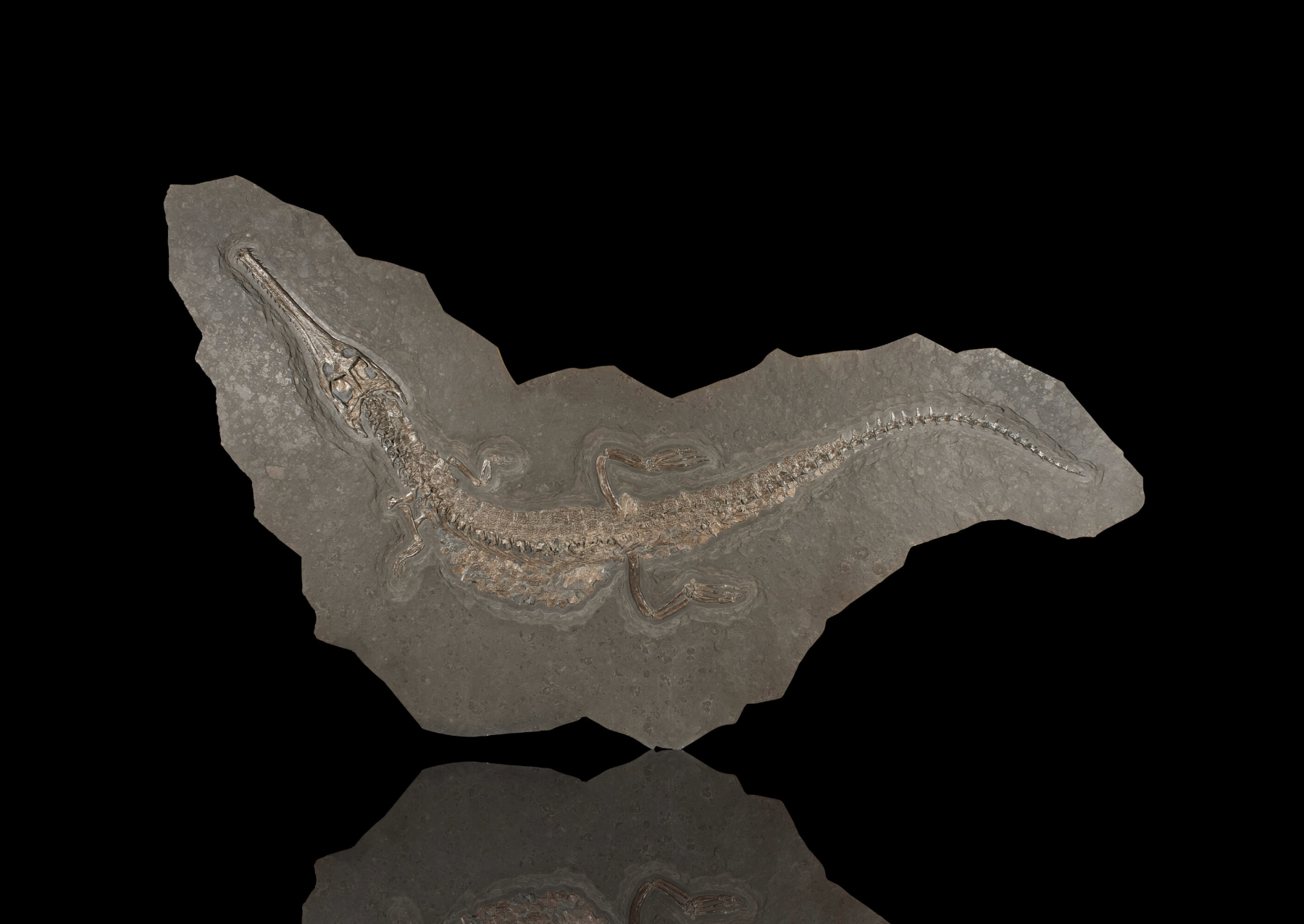 a fossiized crocodile