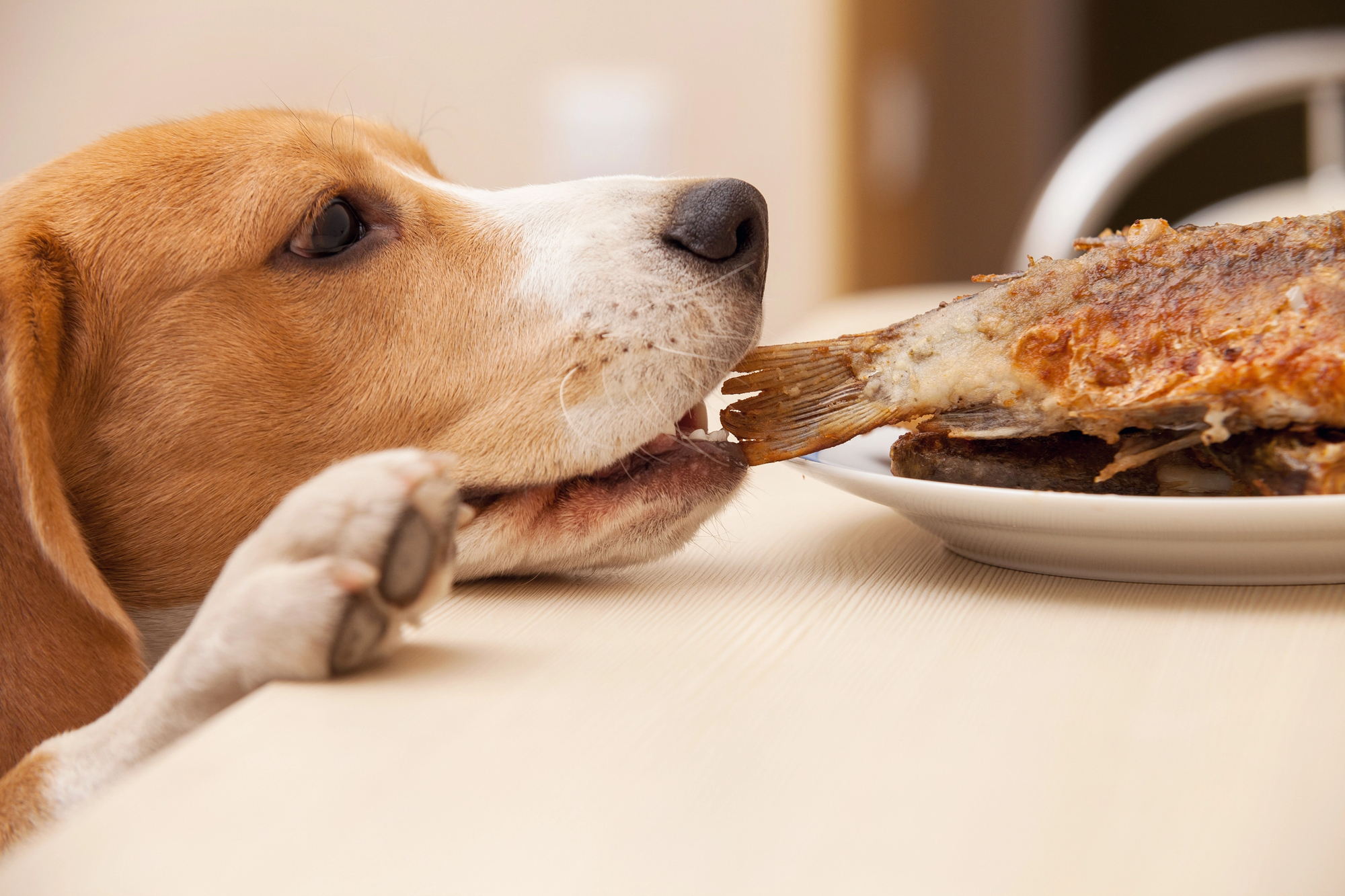 A close-up side profile of a Beagle or similar breed dog with tan and white fur, looking intently at a whole, fried fish on a white plate on a light wooden table, using its paw to steady itself as it prepares to eat the fish.