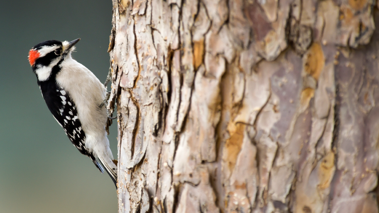 a woodpecker with black white and a little bit of red plumage on a tree