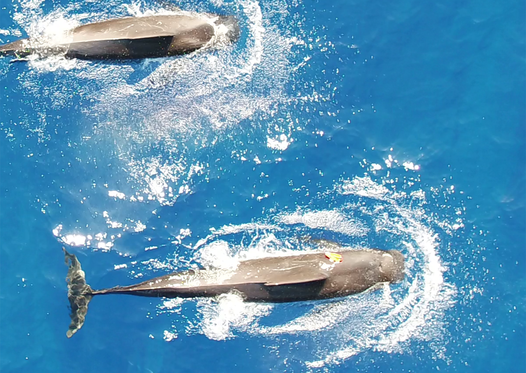 an overhead shot taken by a drone of two black whales swimming at the surface of the ocean