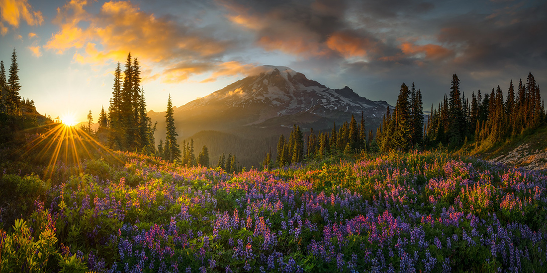 a tall snow capped mountain with a field of purple flowers and tall evergreen trees below
