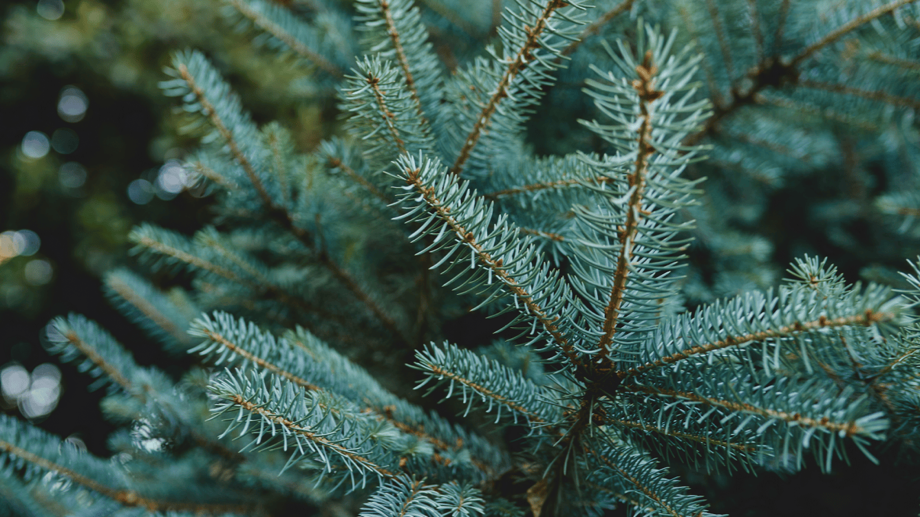 Evergreen Guide Science How the evergreen shaped America | Popular Science