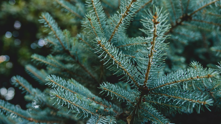a close up of evergreen branches