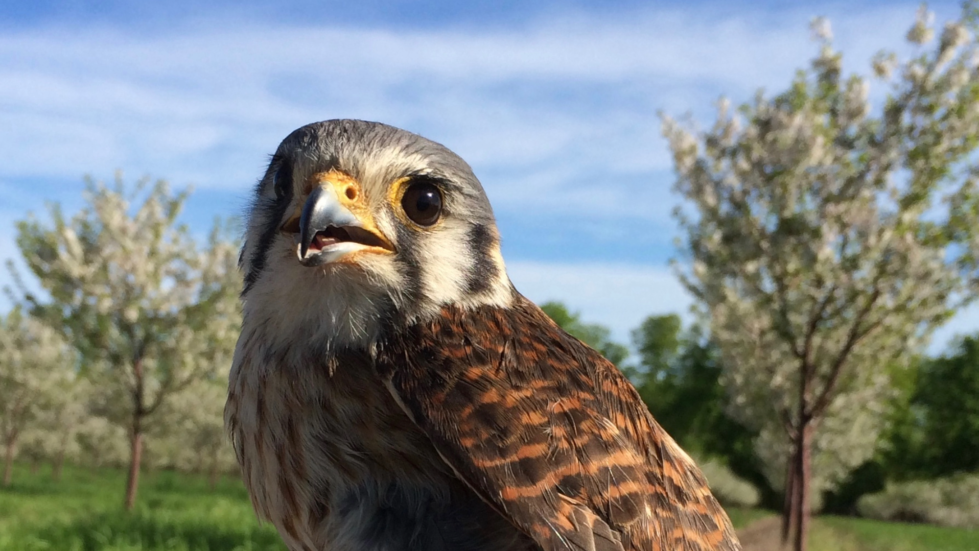 Falcons help keep bird poop off your delicious cherries