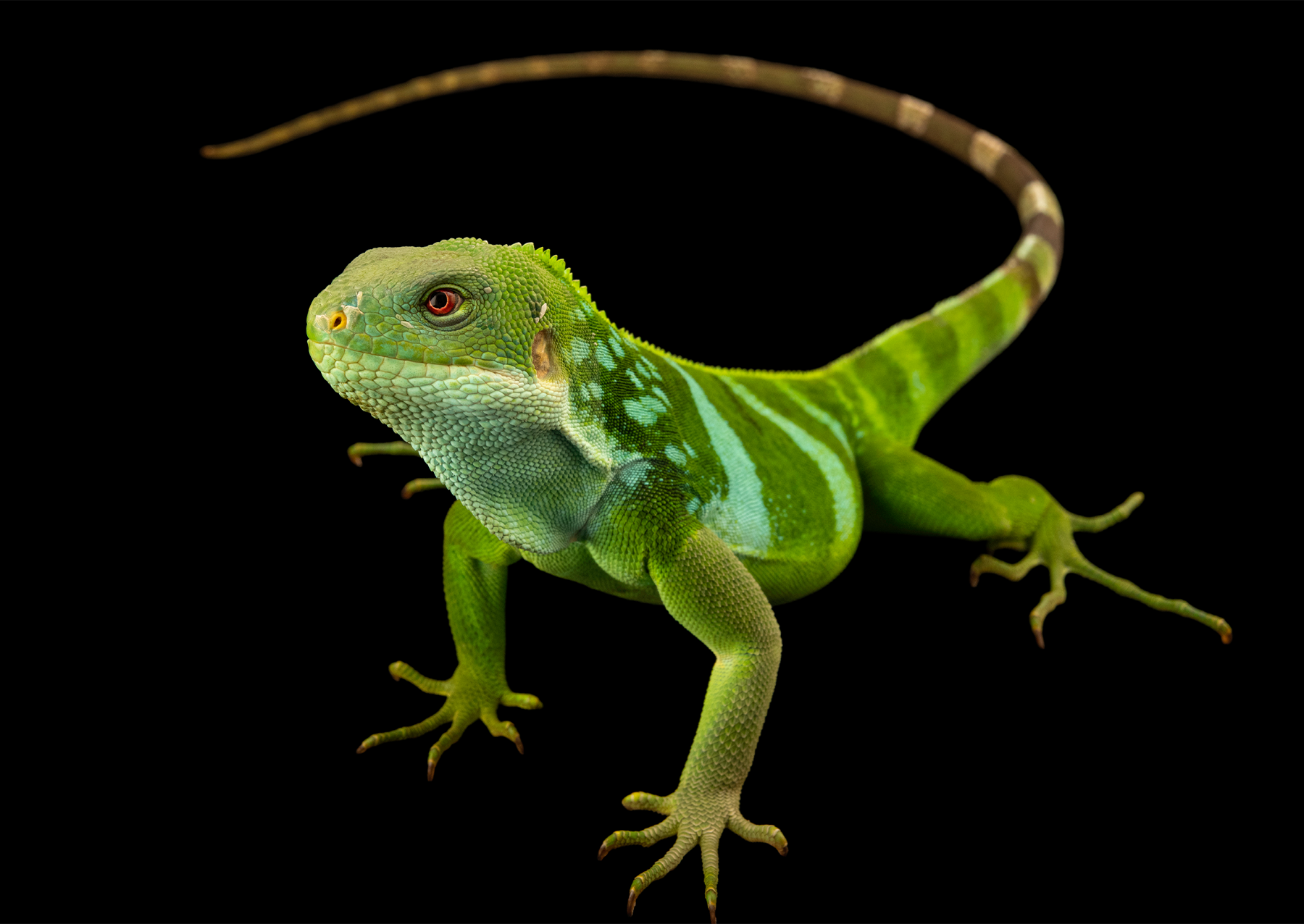 a green iguana