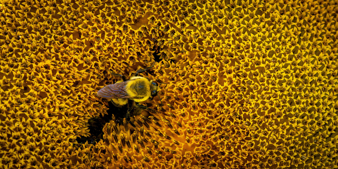 a close up of a bee on a yellow flower