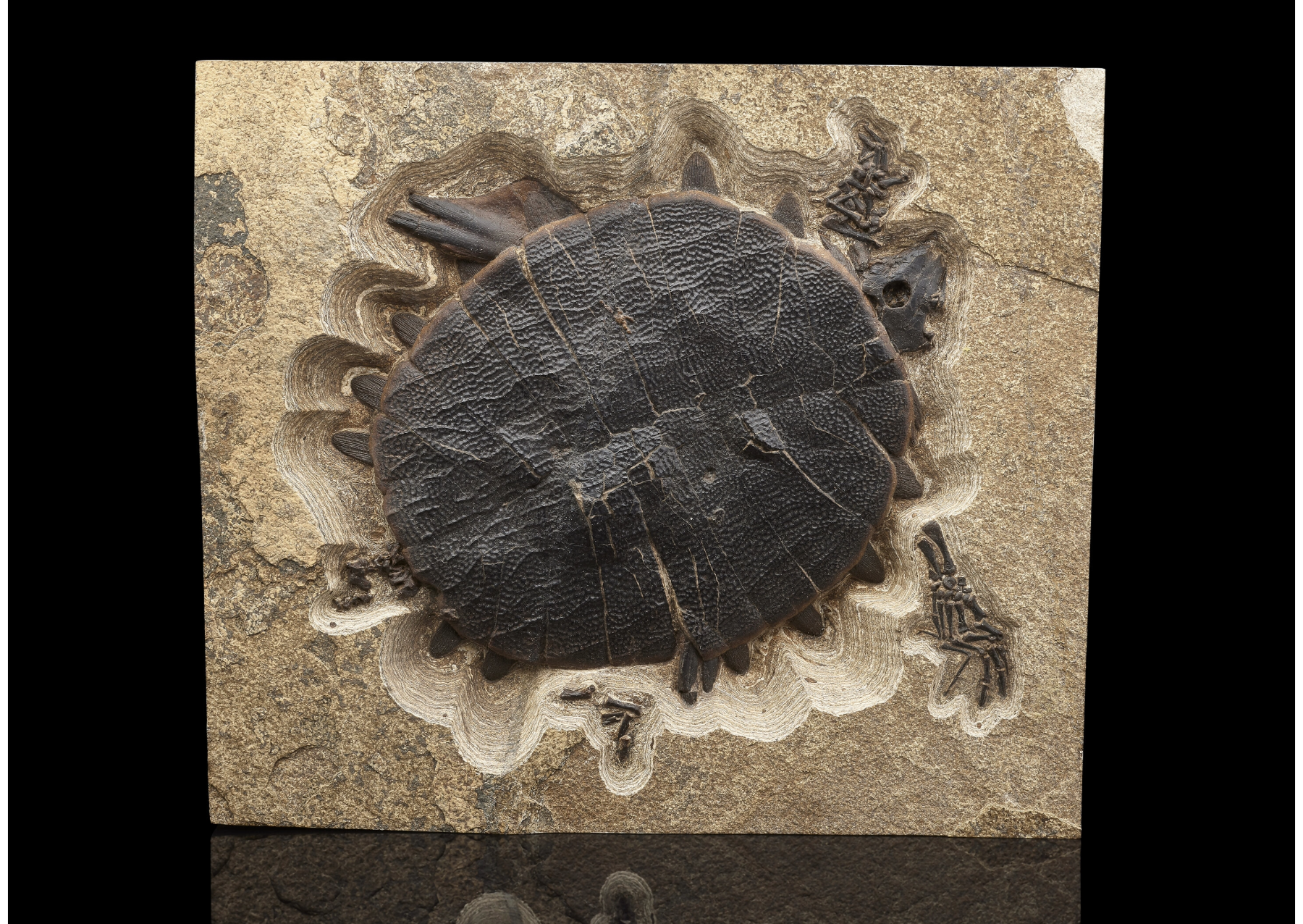 a fossilized turtle