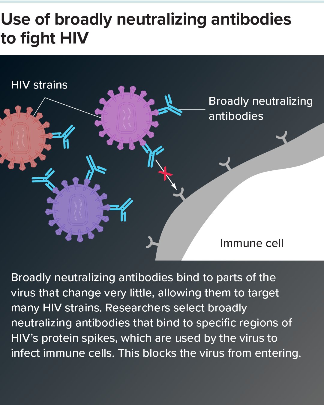 An infographic titled "Use of broadly neutralizing antibodies to fight HIV." The diagram shows multiple HIV virus particles (colored red and purple) floating near an immune cell. Broadly neutralizing antibodies (bNAbs) are depicted as Y-shaped structures binding to the protein spikes on the virus particles. The accompanying text explains that bNAbs bind to parts of the virus that change very little, allowing them to target many HIV strains and block the virus from entering immune cells.