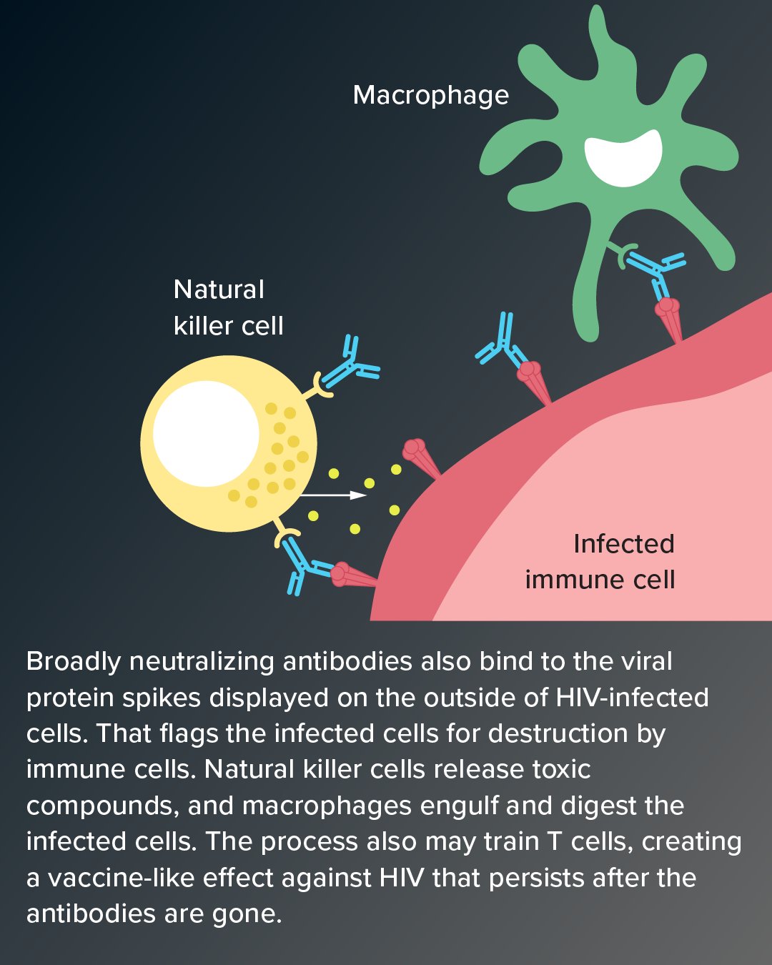 An infographic illustrates how broadly neutralizing antibodies (bNAbs) help immune cells fight HIV. The diagram shows bNAbs (Y-shaped blue structures) bound to the viral protein spikes on a red Infected immune cell. This binding flags the infected cell for destruction by a yellow Natural killer cell (which releases toxic yellow compounds) and a green Macrophage (which engulfs the infected cell).