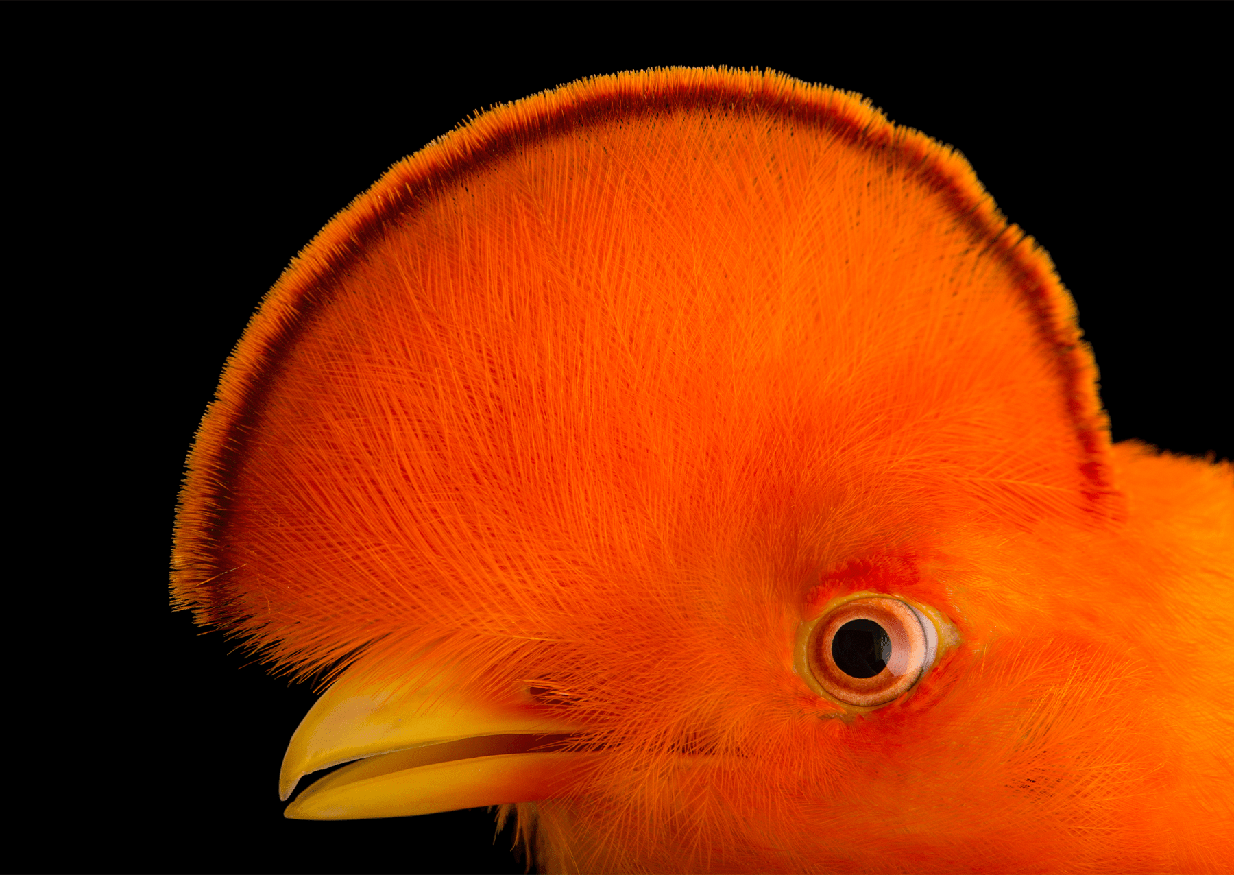a bird with bright orange plummage