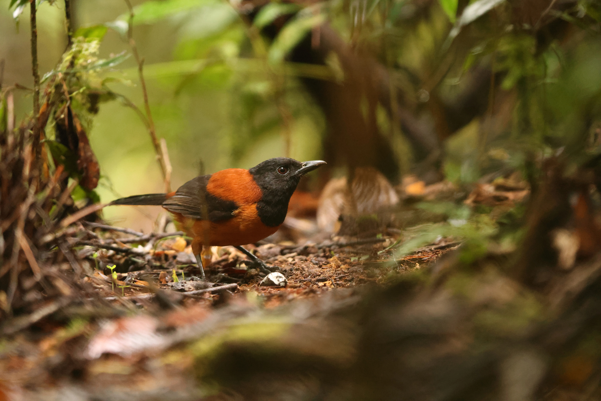 A close-up, ground-level photograph of a Hooded Pitohui (Pitohui dichrous) bird walking on the forest floor. The bird has a striking black head and black wings, contrasted by a bright rufous (orange-brown) chest and back. It is surrounded by blurred green foliage and brown debris.