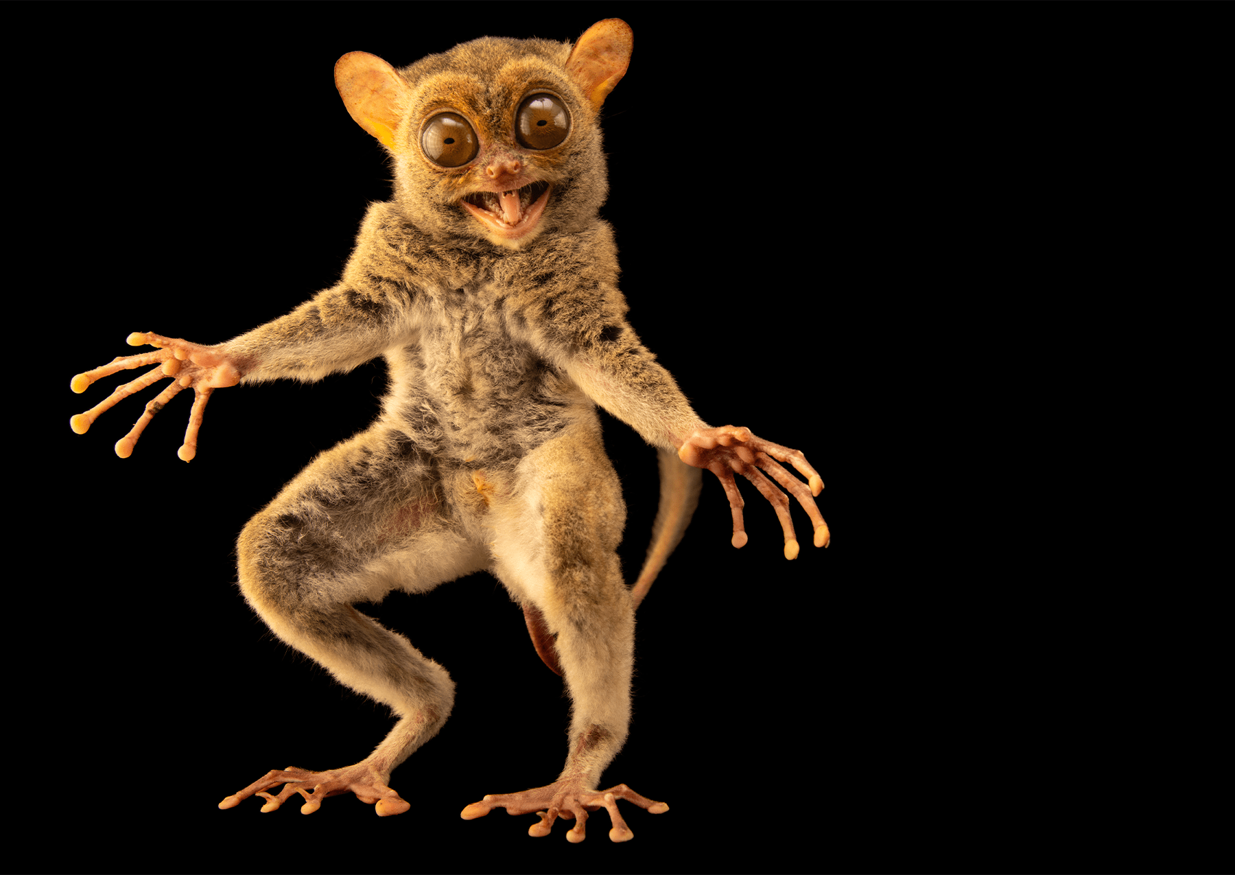 a small money with large eyes