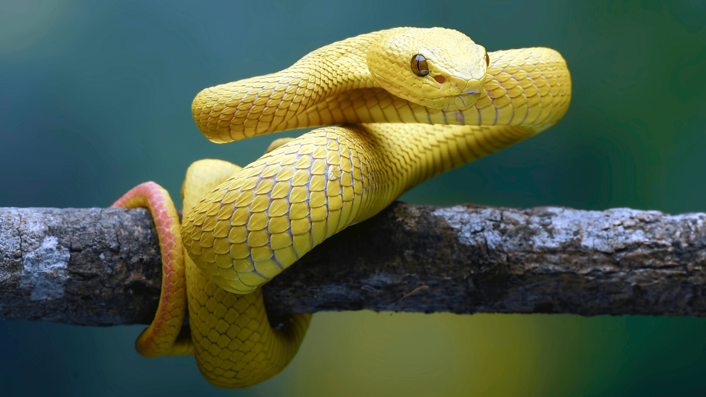 How do snakes move? It's not all slithering. | Popular Science