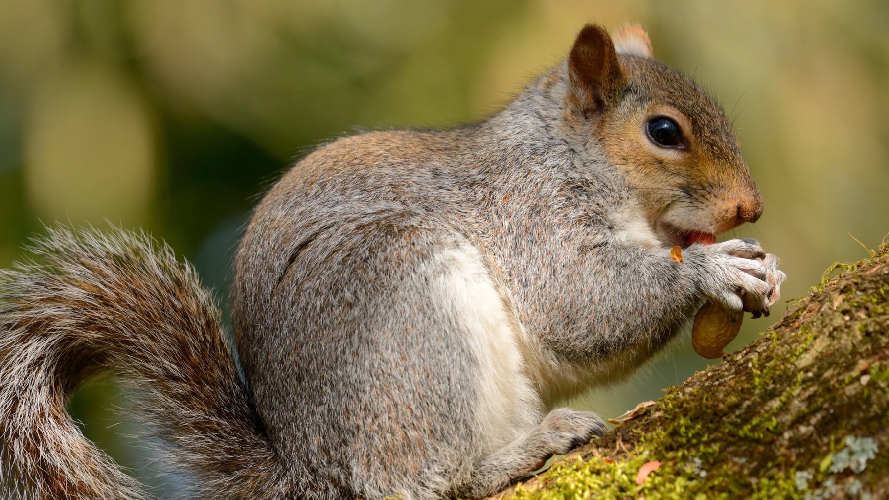 A close-up side profile of a gray squirrel with its bushy tail curled up, sitting on a mossy branch and holding a small nut in its paws, with soft green foliage blurred in the background.