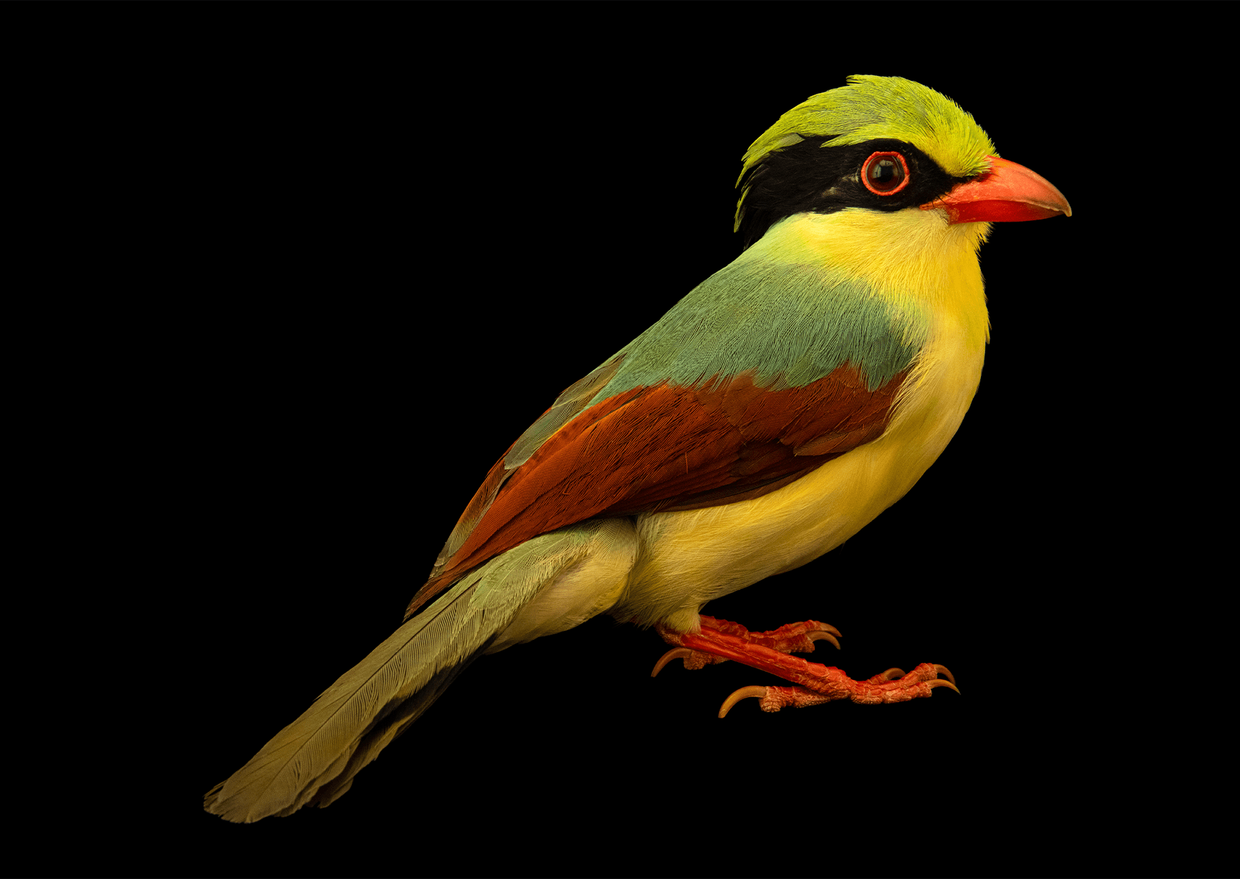 a tropical bird with yellow, green, and red feathers