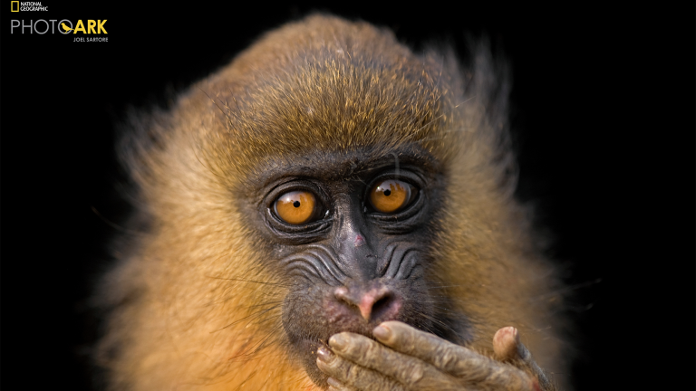 a monkey with its hand over its mouth