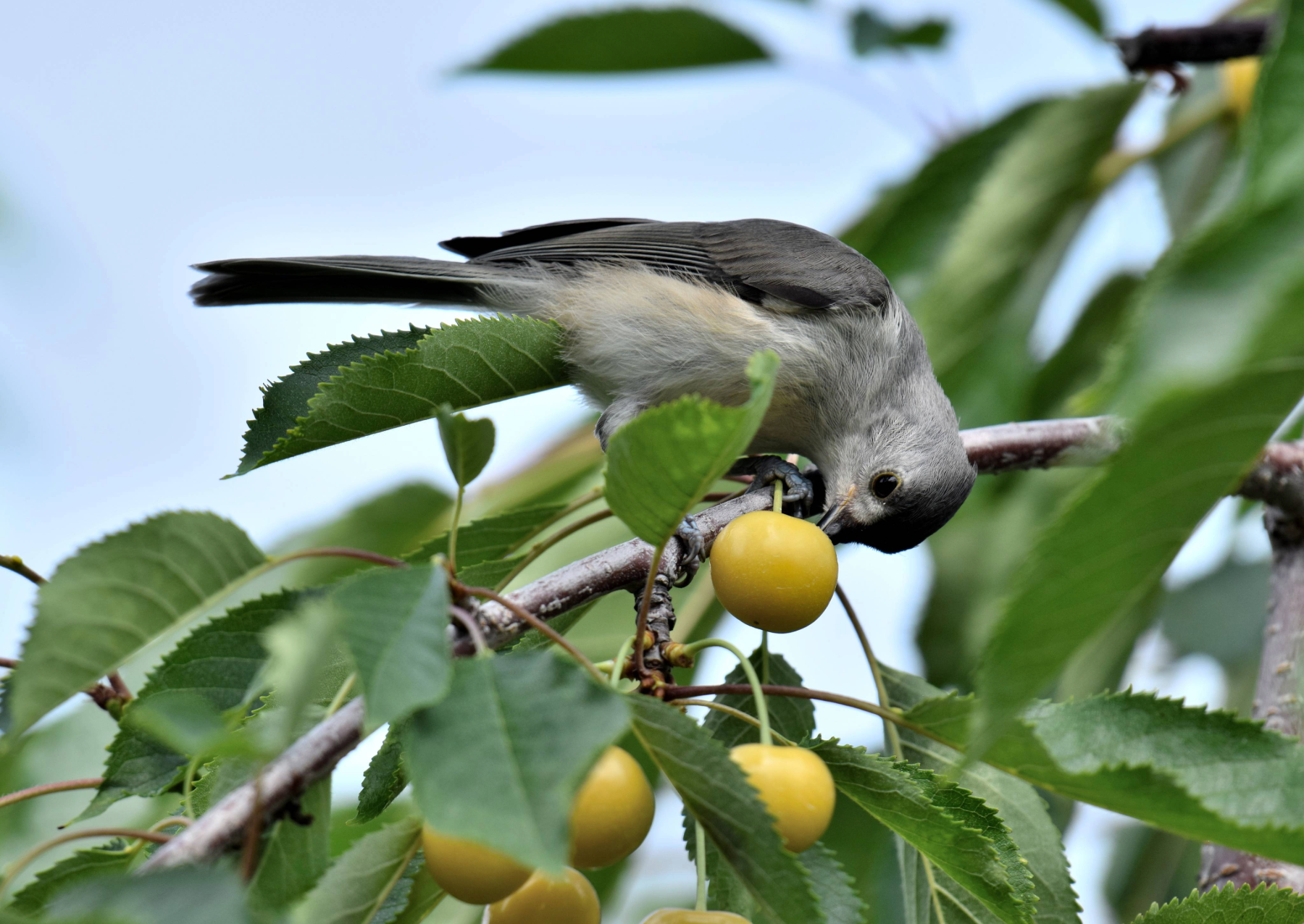 A hungry bird eats a farmer's fruit in a cherry orchard in northern Michigan.