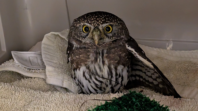 a small brown and white owl on a brown towel