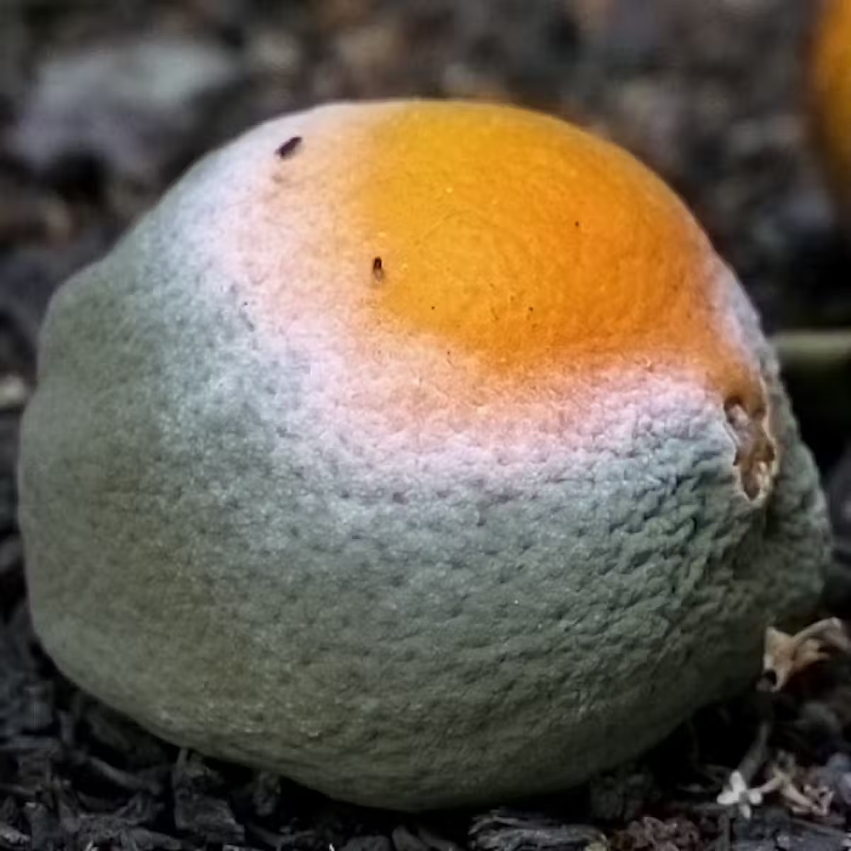 a moldy orange