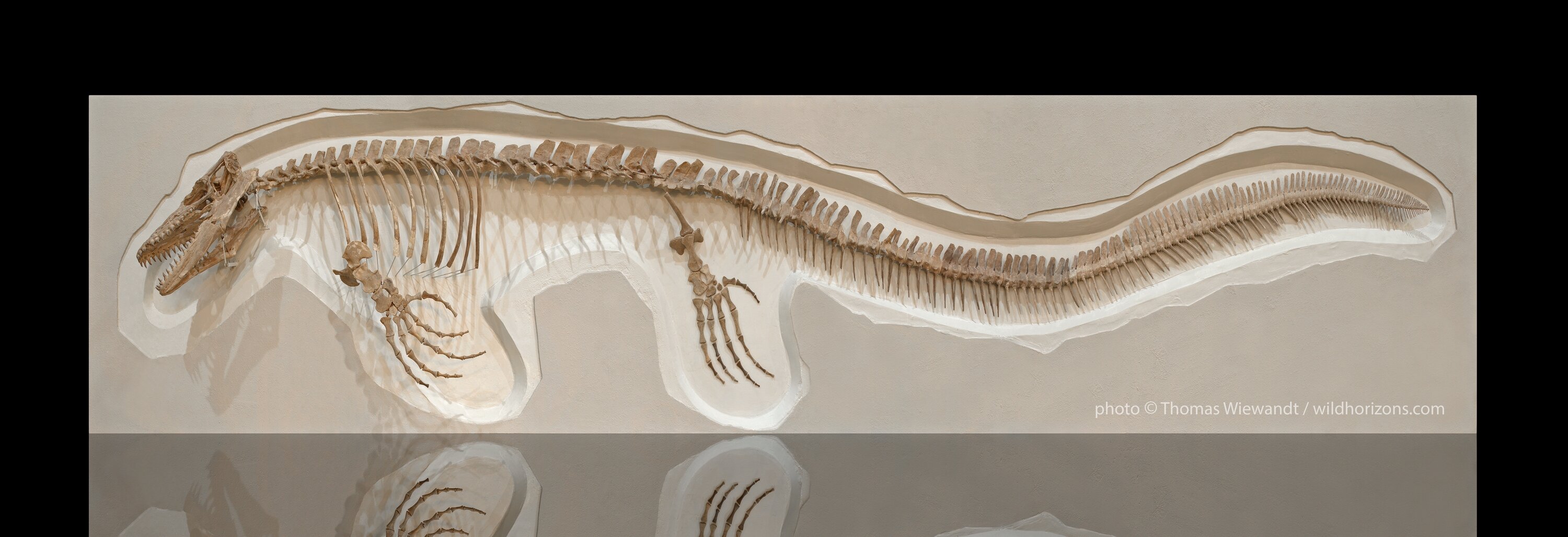Skeleton of a giant marine reptile, a mosasaur, Mosasaurus platycarpus, of late Cretaceous age from Smoky Hills Chalk in Western Kansas, USA. This specimen is approximately 20 feet in length. Please include "specimen courtesy of . . . " credit to Rick Hebdon along with credit to the photographer in publications.