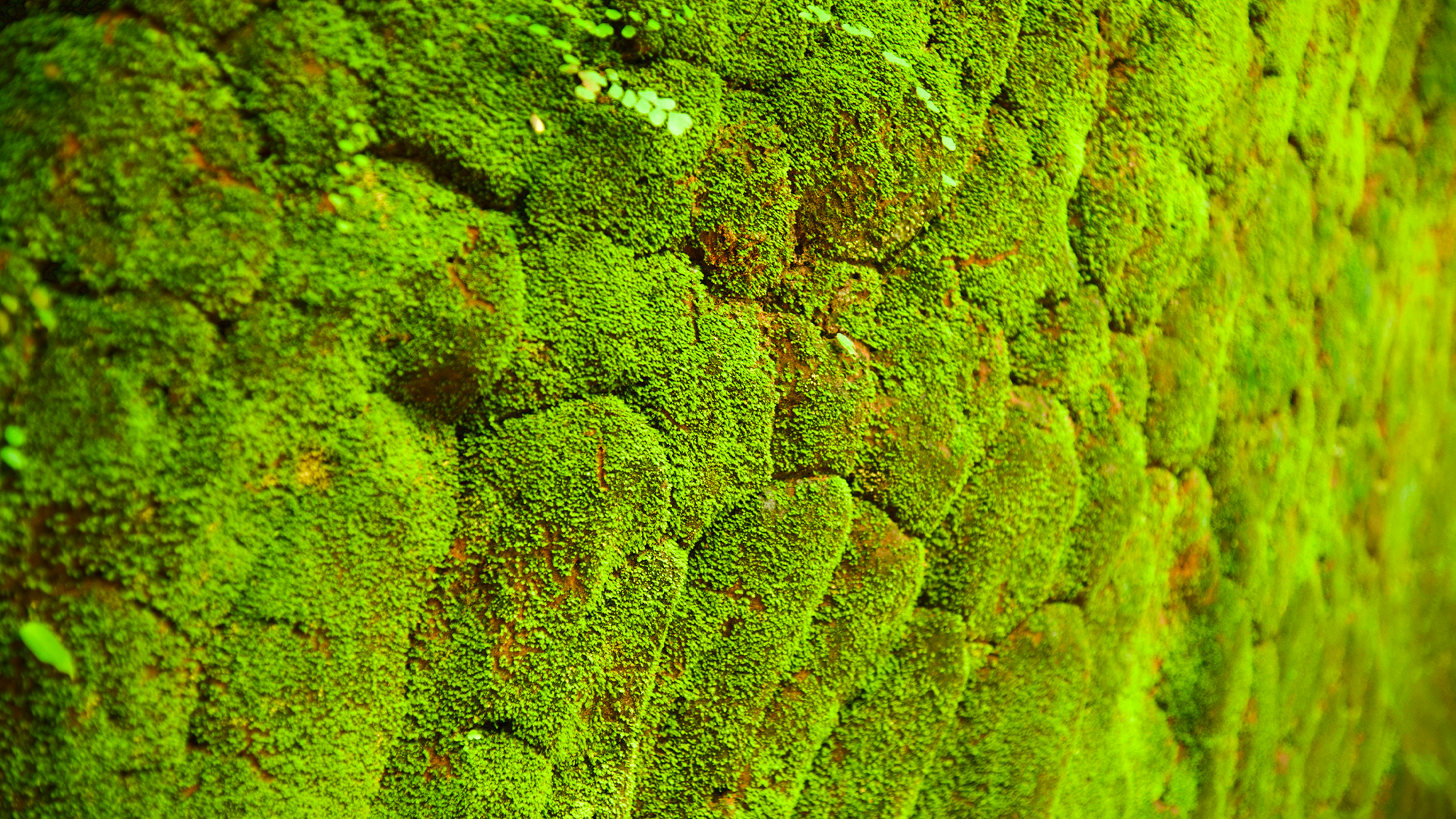 green moss on a rock