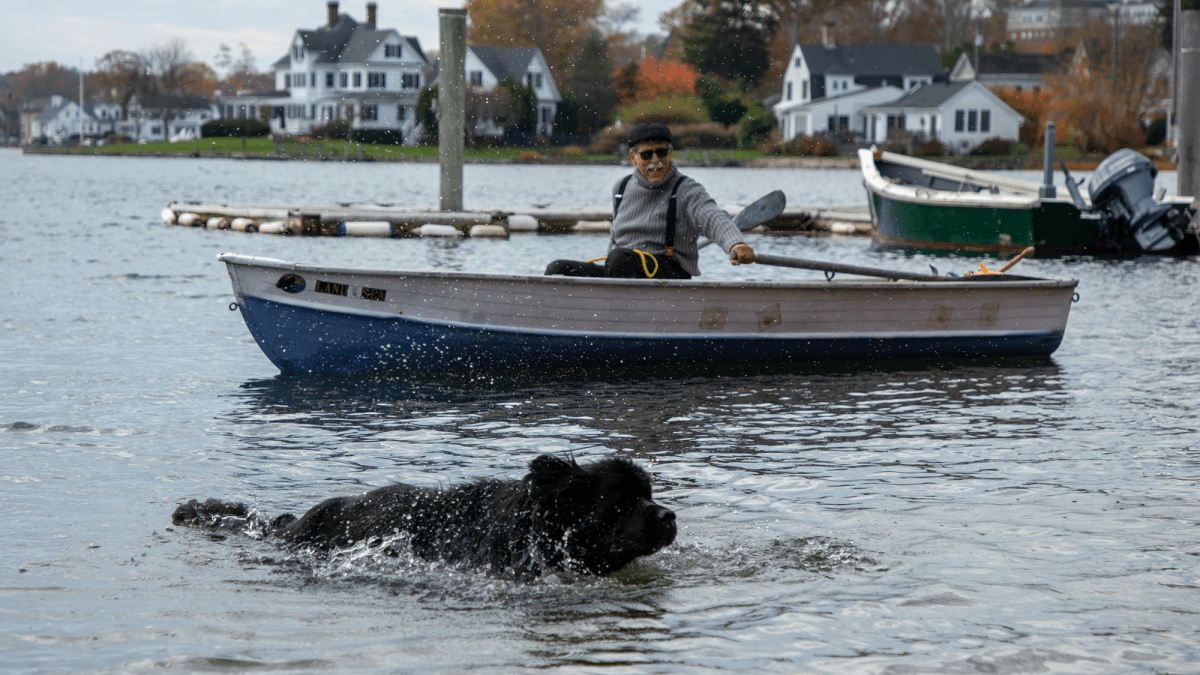 Newfoundlands were bred for ship work. These dogs are still at it.