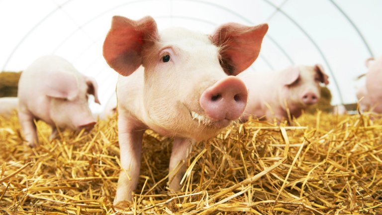 A close-up, low-angle photograph of a young, pink piglet standing in a pile of golden straw inside a barn or hoop house. The piglet is looking directly at the camera with large ears and a slight, curious expression, while other blurred pigs are visible in the background.