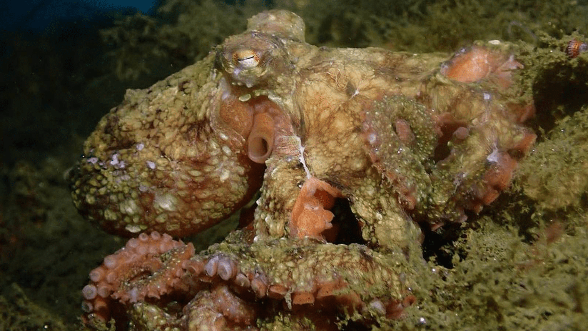 An octopus camouflages itself with the seafloor.