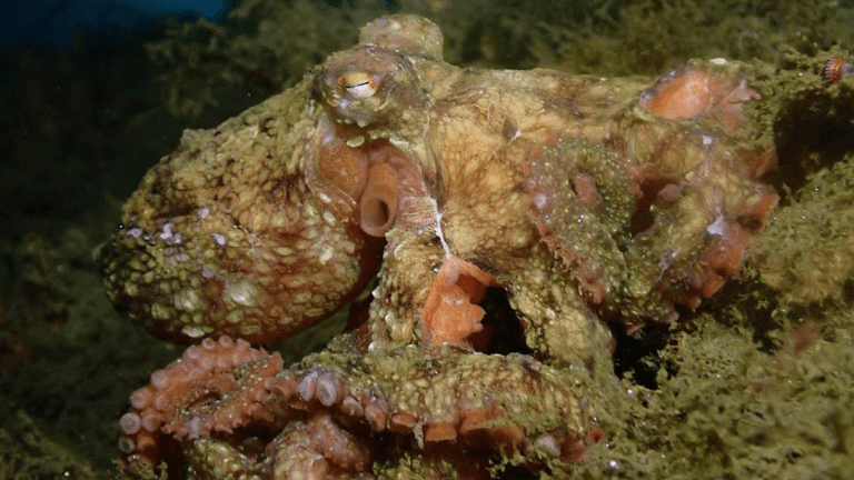An octopus camouflages itself with the seafloor.