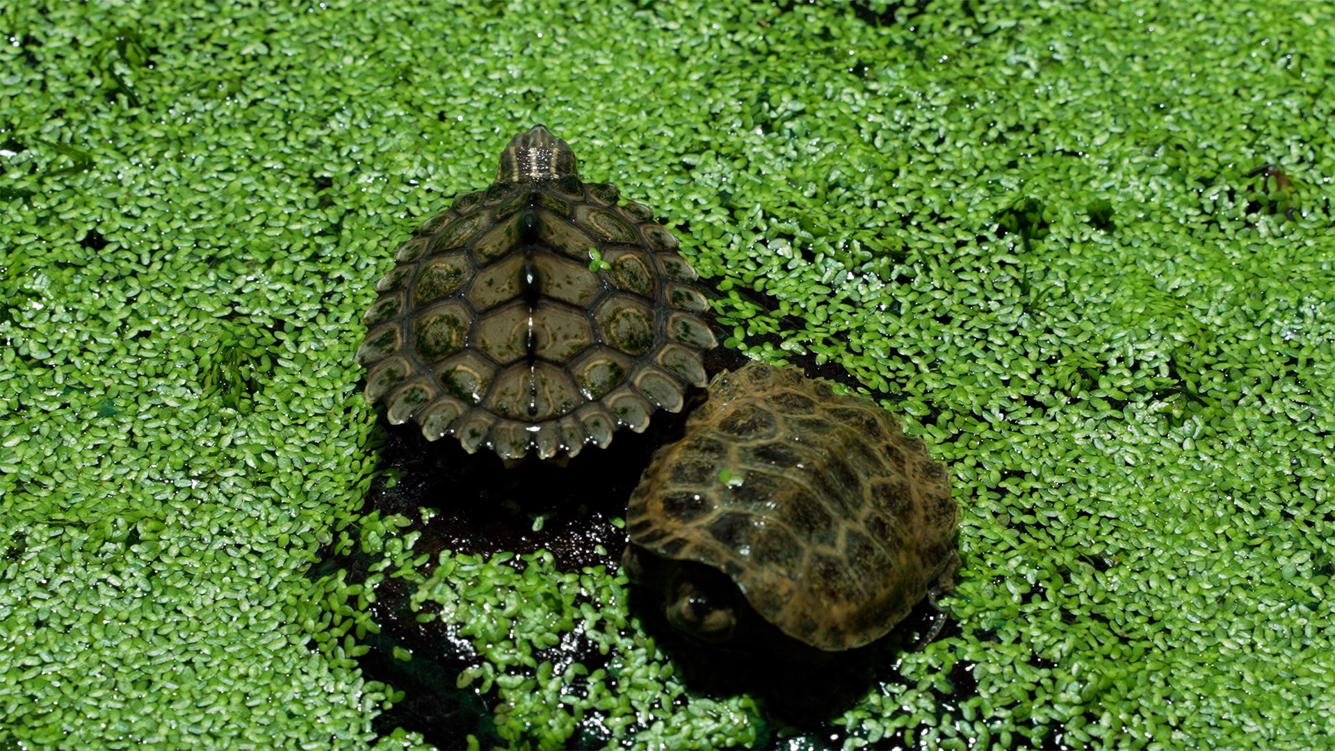 two turtles in water
