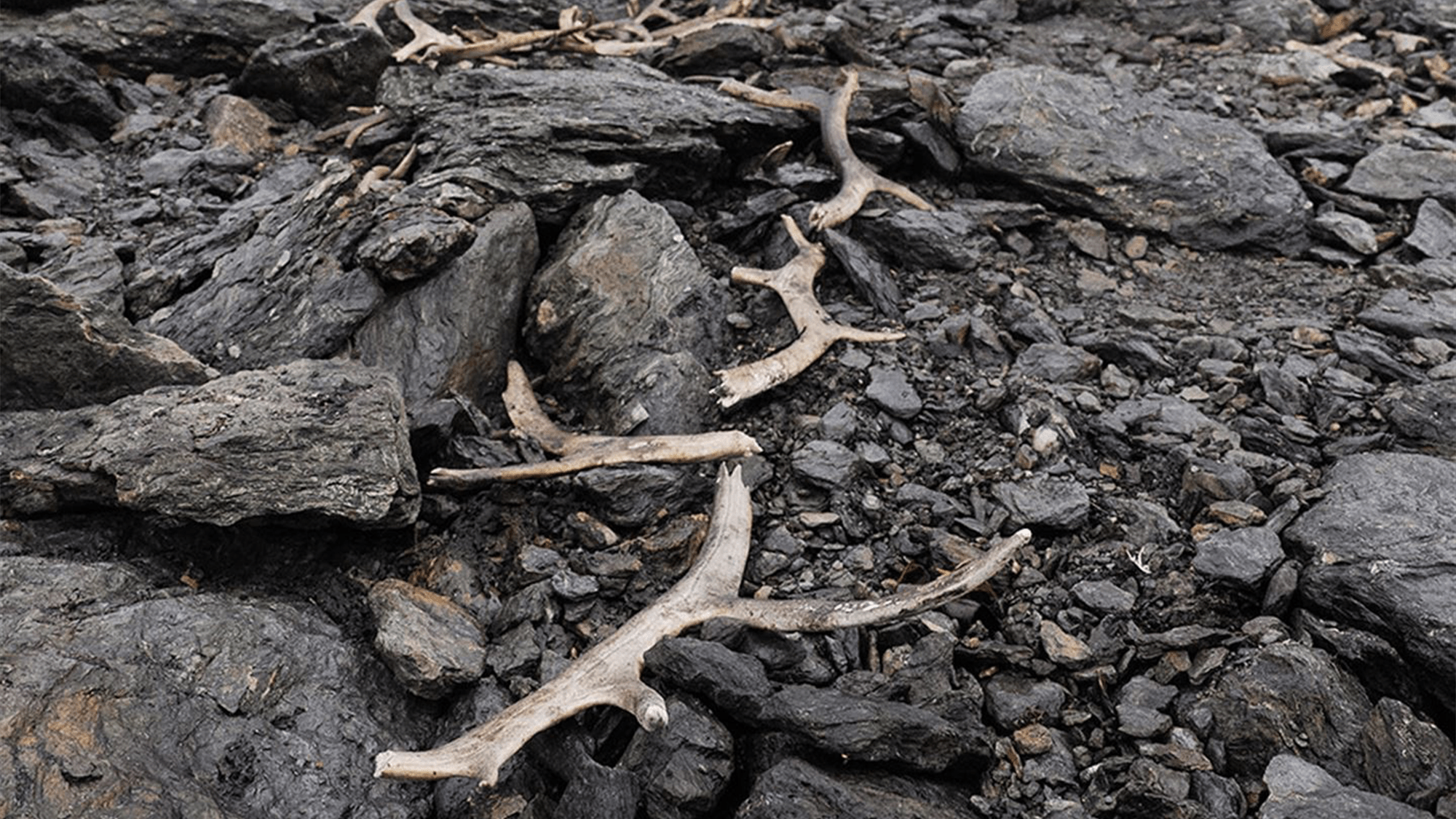 Hiker stumbles on massive medieval reindeer traps in Norway
